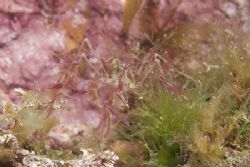 Bet you can't see me... Long legged
spider crab. North W... by Derek Haslam 